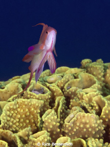 Anthias & Coral by Rico Besserdich 